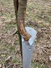 Chestnut Damage 1-11-20.jpg