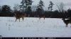 IMG_1587z.jpg