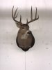 Kicker Buck Mount 2-20-20.jpeg
