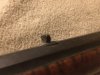rear sight.jpg