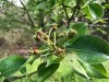 20200330 baby pears.JPG