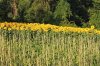 Sunflower browsing.jpg