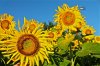 Sunflower pollen.jpg