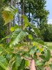 Chinkapin Oak Growth 5-24-20.jpg