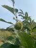chestnut.jpg