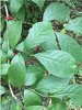 unknown bush 1.jpg