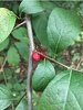 unknown bush 2.jpg