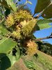 chestnut1.jpg