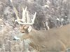 nov 18 2020 SW plot buck2.jpg