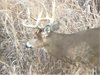 nov 18 2020 SW plot buck3.jpg