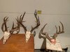 IMG_1502.jpg