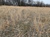 soybeans.jpg