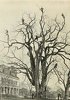 tree picture.jpg