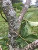 chestnut lichen.jpg