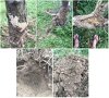 chestnut root rot.jpg