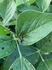 army worm.jpg