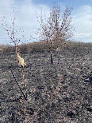 fire6.jpg