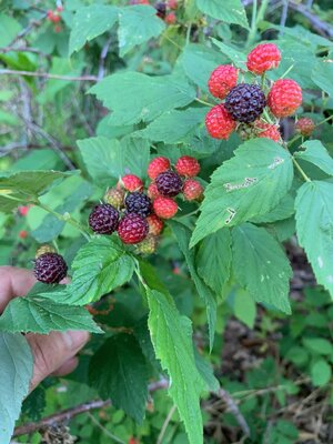 IMG_2719.jpg