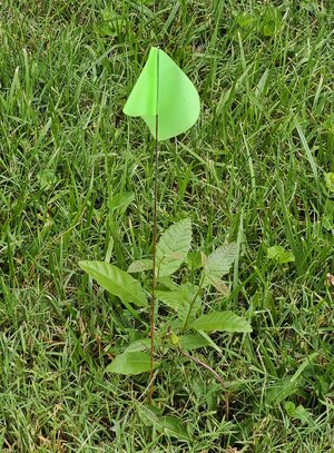 Chestnut in Mowed Yard.jpg