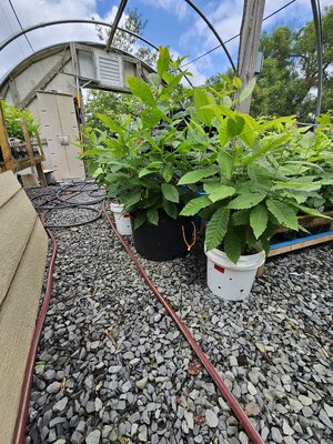 Greenhouse W view.jpg