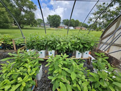 Greenhouse N view.jpg