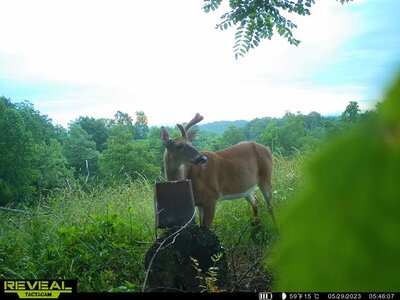 missingpediclebuck2 - Copy.JPG