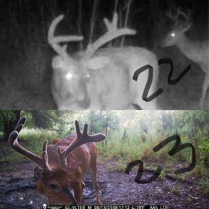 bow buck 1.jpg