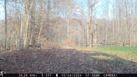 coyote mange.JPG