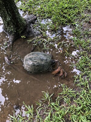 IMG_3254.jpeg