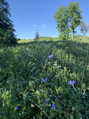 chicory pic.jpeg