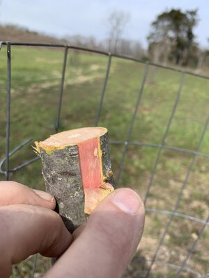 peeled bark 2.jpg peeled bark 2.jpg