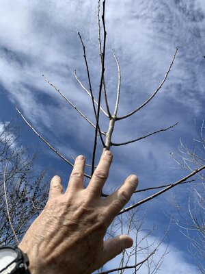 tree-1.jpg