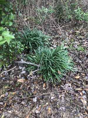 IMG_4156.jpeg