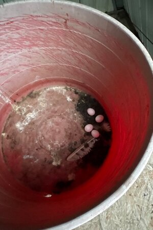 IMG_0903.jpeg