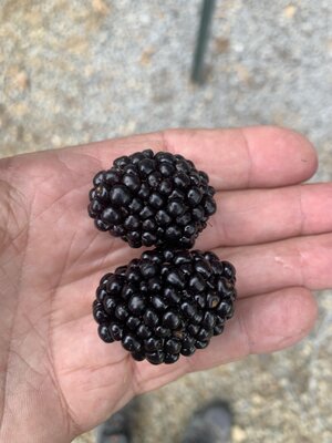 IMG_5449.jpeg