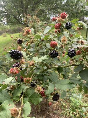 IMG_5448.jpeg