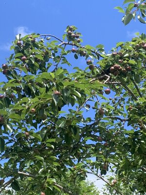 IMG_5391.jpeg