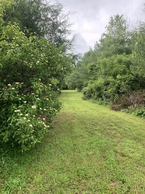 IMG_5385.jpeg