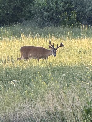 IMG_5590.jpeg
