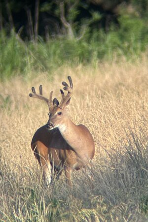 IMG_1004.jpeg