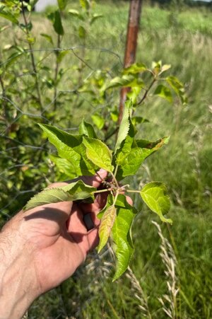 IMG_1145.jpeg IMG_1145.jpeg