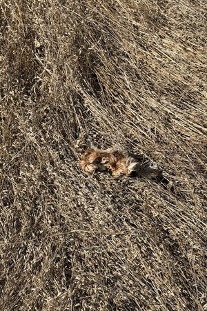IMG_1157.jpeg