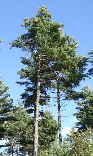 white-pine1.jpg