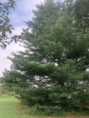 IMG_5571.jpeg