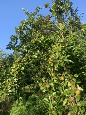 IMG_5537.jpeg