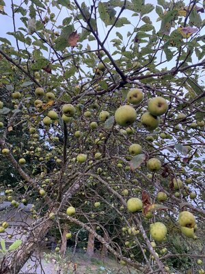 IMG_5615.jpeg