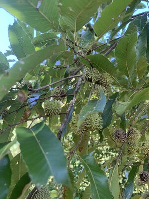 IMG_5850.jpeg