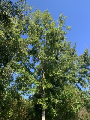 IMG_5851.jpeg