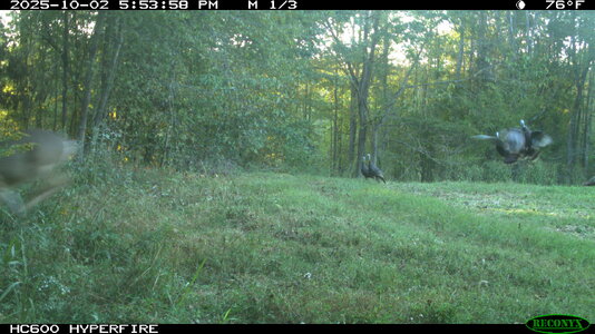 toms1-IMG_0505.JPG