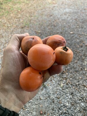 IMG_5864.jpeg